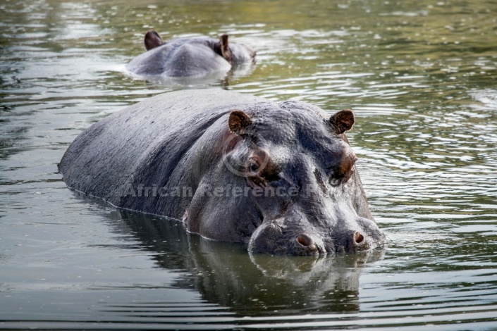 Hippo in Pool, Three-Quarter View