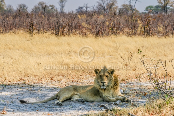 Young Male Lion