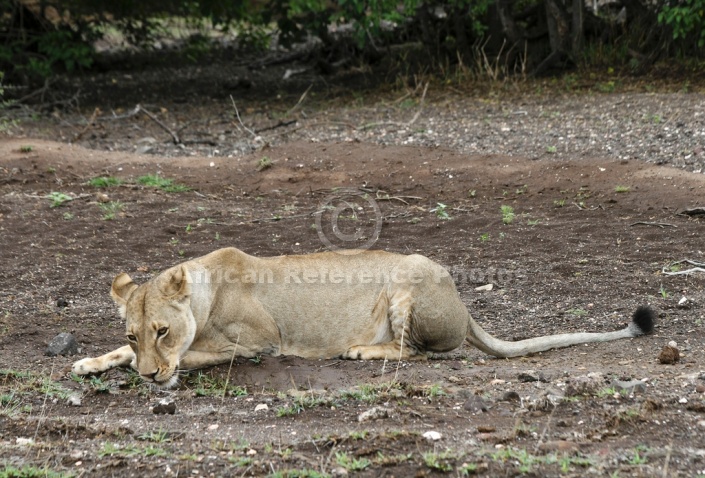 Lioness Lying Down to Lap Water