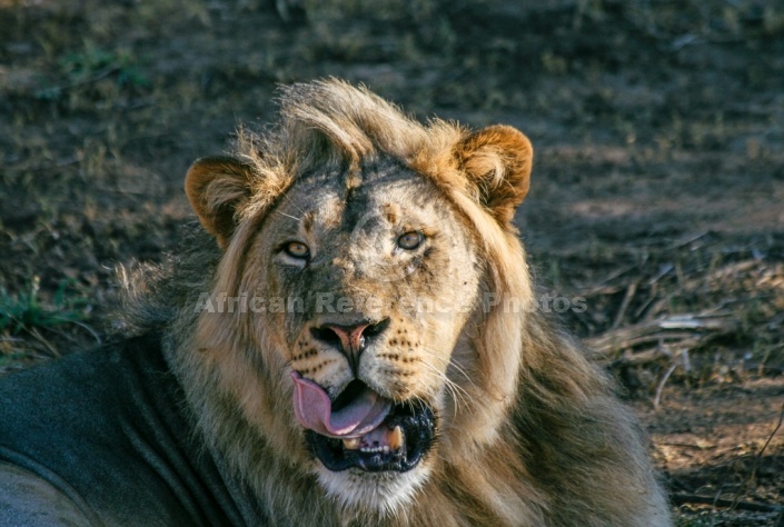 Male Lion Showing Tongue and Teeth