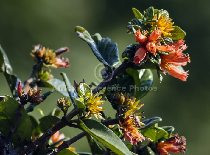 Wild Pomegranate Flower