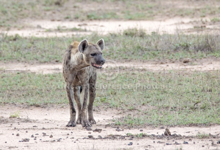 Spotted Hyena