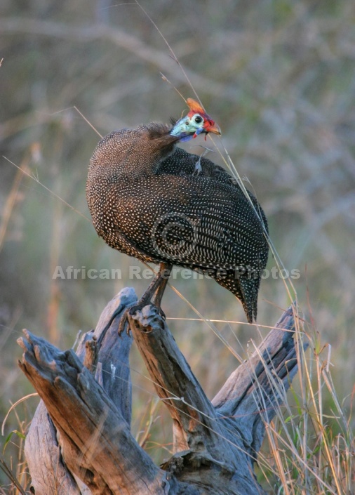 Helmeted Guineafowl Looking Over shoulder