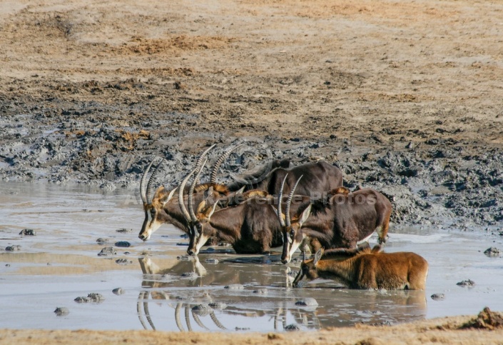 Roan Antelope Group Drinking from Waterhole