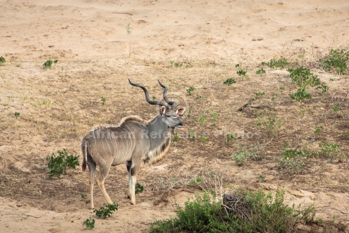 Kudu Bull, Kruger National Park