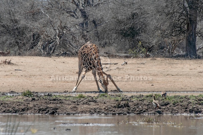 Giraffe bending to drink, reference photo