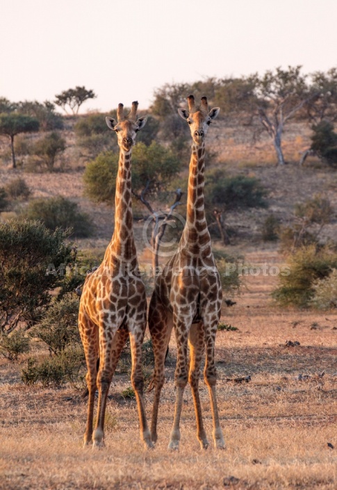 Front-on View of Male Giraffe Pair