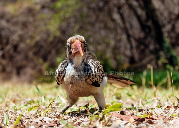Red-billed Hornbill, Close-up