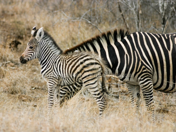 Zebra Mother with Young Foal