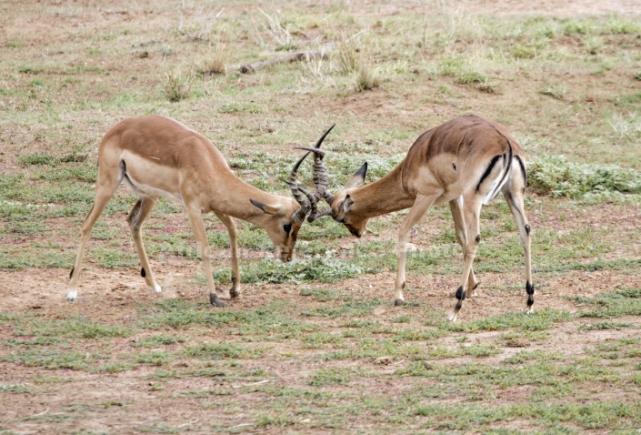 Impala Rams Sparring