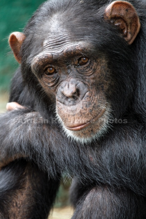 Chimpanzee with Chin on Forearm
