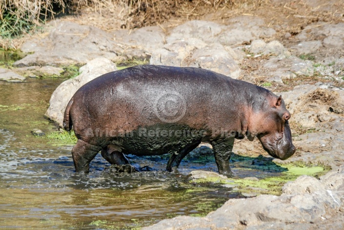 Hippo Stepping from Water