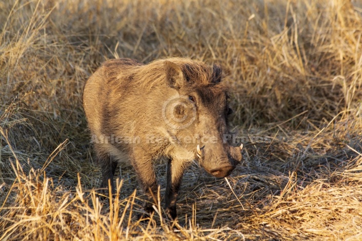 Warthog