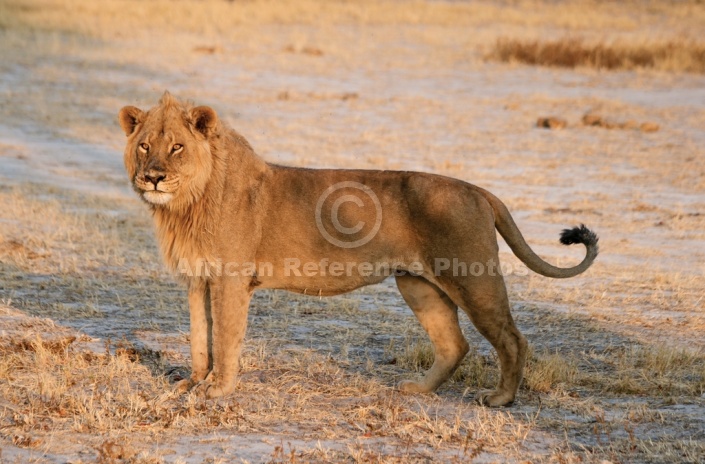 Young Lion Male Standing