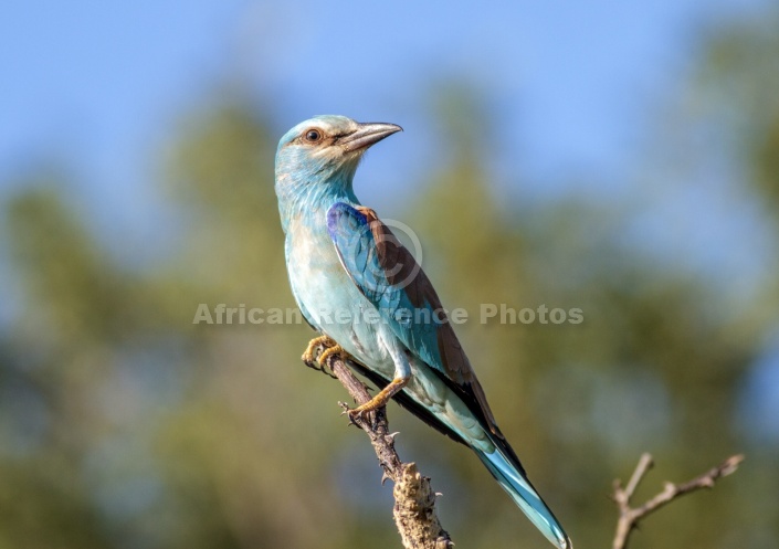 European Roller