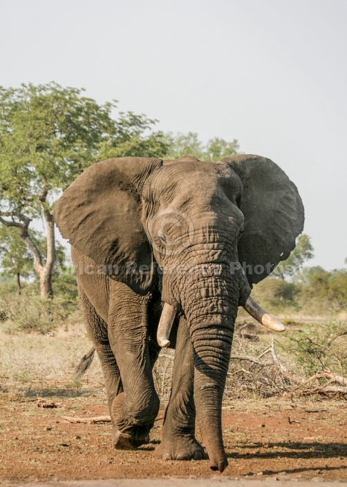 African Elephant Moving Towards Waterhole