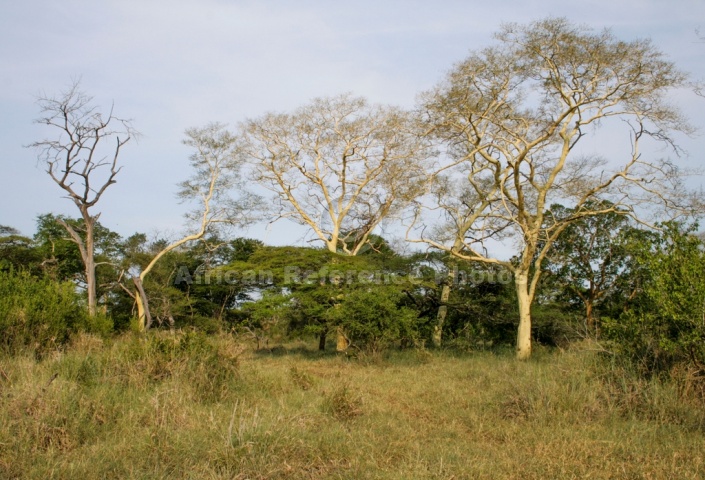 Fever Trees or Acacia xanthophloea