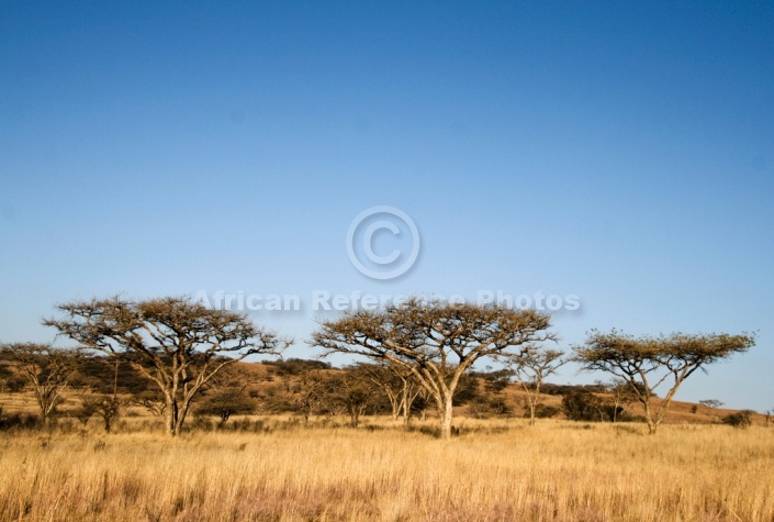 African Acacia Trees and Winter Grass