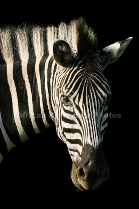 Zebra Portrait on Black