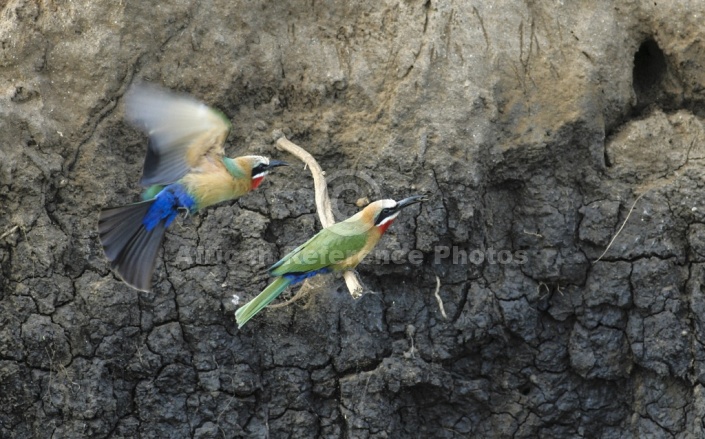 White-fronted bee-eater