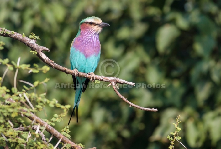 Lilac-Breasted Roller on Twig