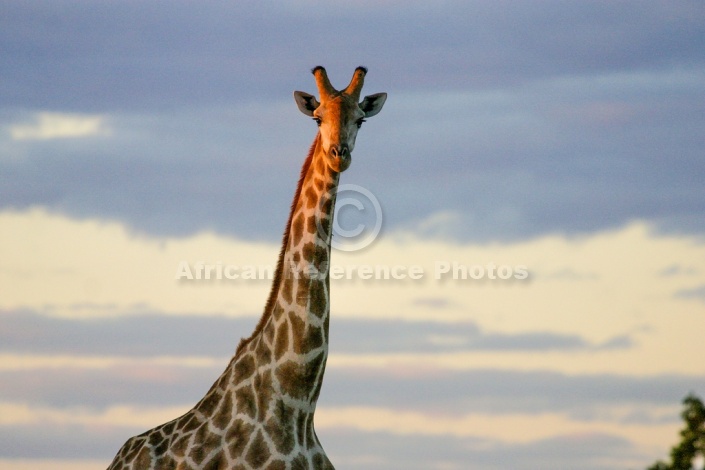 Giraffe Head and Neck in Warm Light