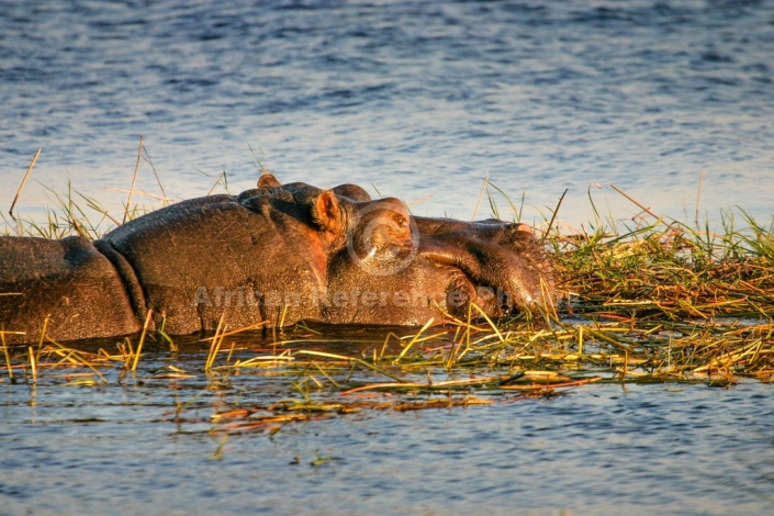 Hippo Head, Side View