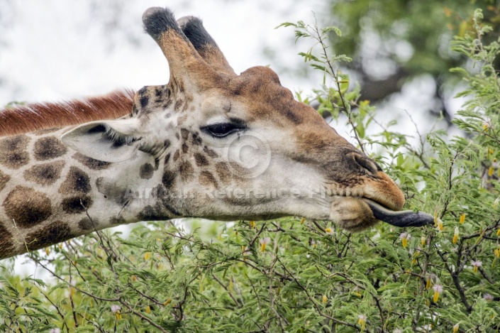 Giraffe Browsing