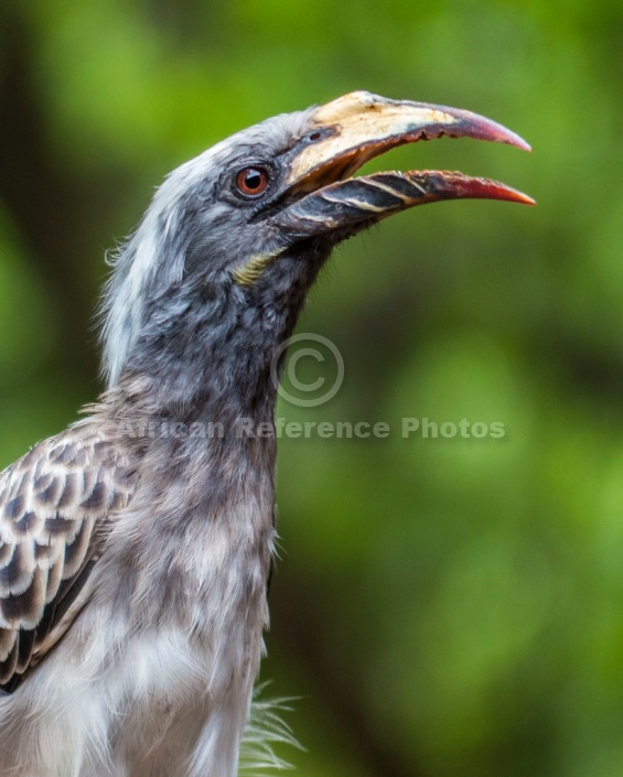 African Grey Hornbill Female, Side-on of Head