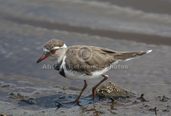 Three-banded Plover