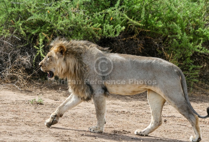 Profile of Male Lion Walking