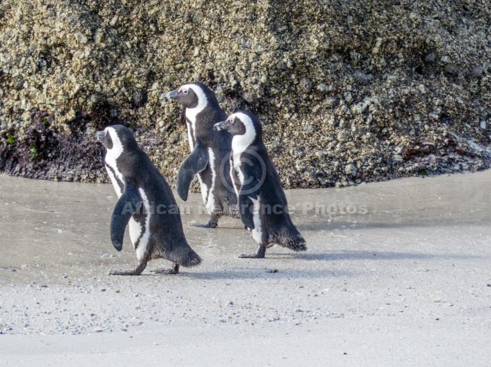 African Penguin