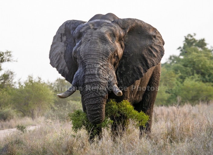 African Elephant Bull, Front-on