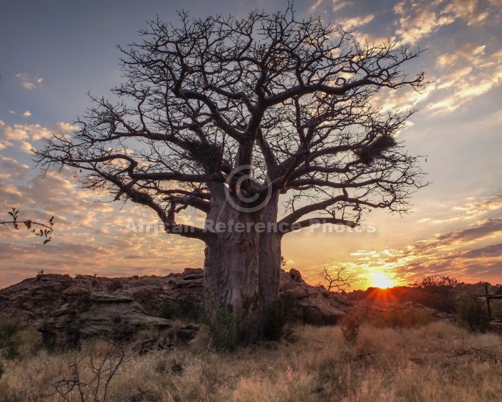 Baobab Tree at Sunrise