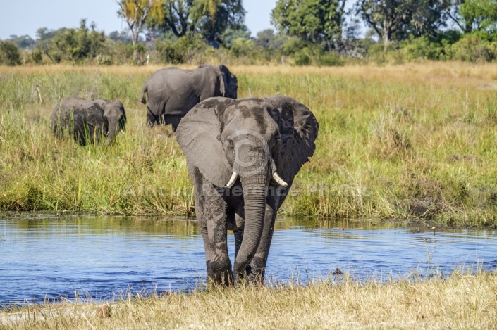 Elephant Wading through Shallows