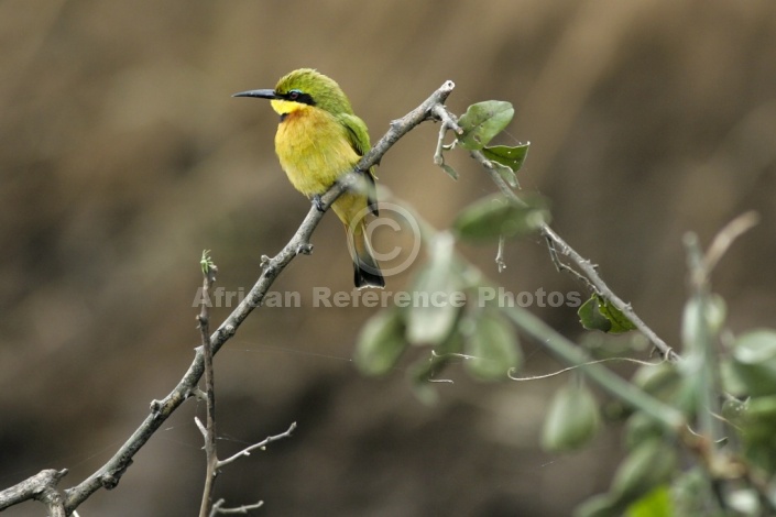 Little Bee-Eater