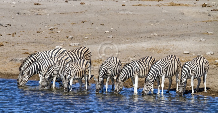 Zebra Herd Drinking