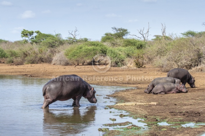 Hippo leaving water to join others