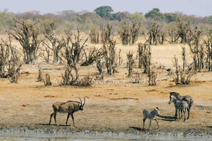 Roan Antelope on Water's Edge