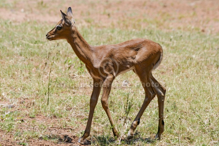 Impala Fawn