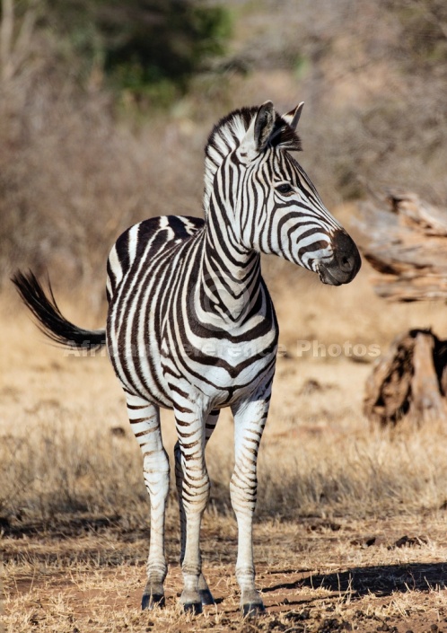 Zebra Standing with Head to Side