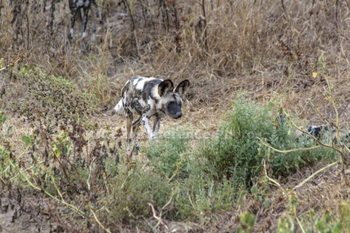 Wild Dog