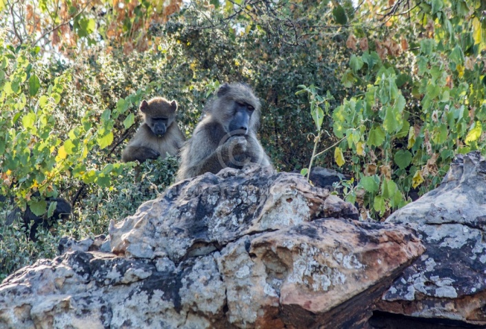 Chacma Baboon