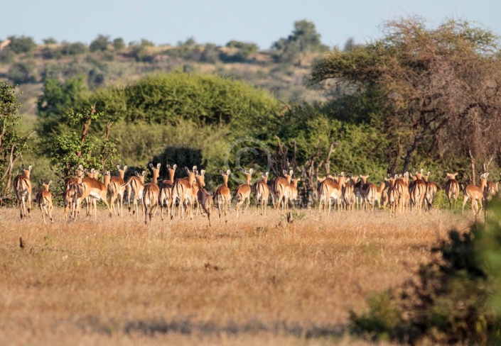 Impala