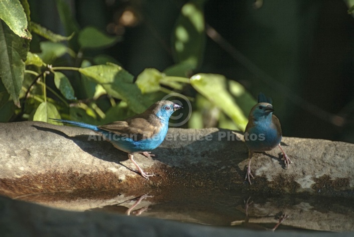 Blue Waxbill