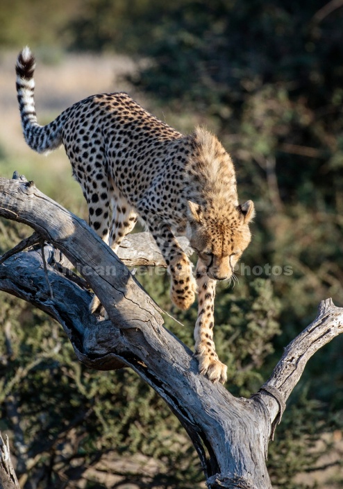 Cheetah Youngster Treading Carefully