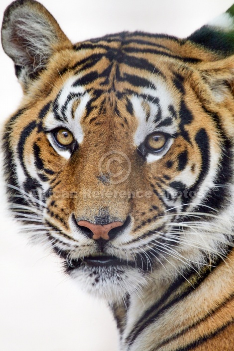 Bengal Tiger Reference Image