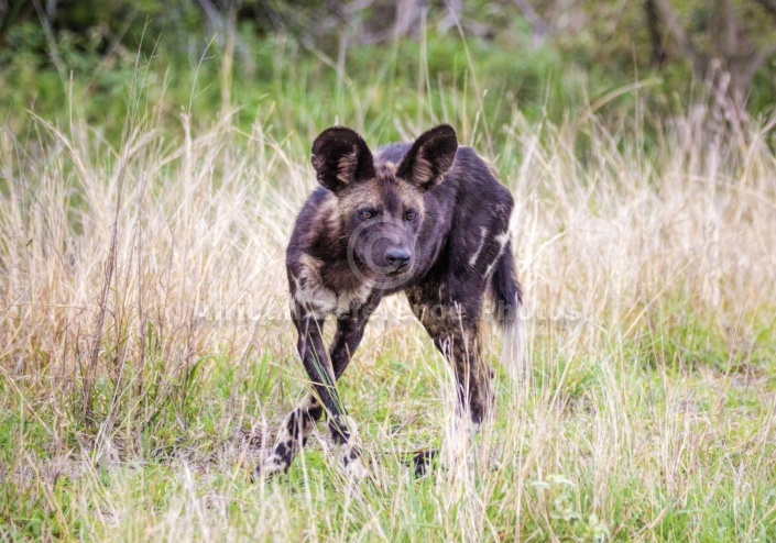 Wild Dog