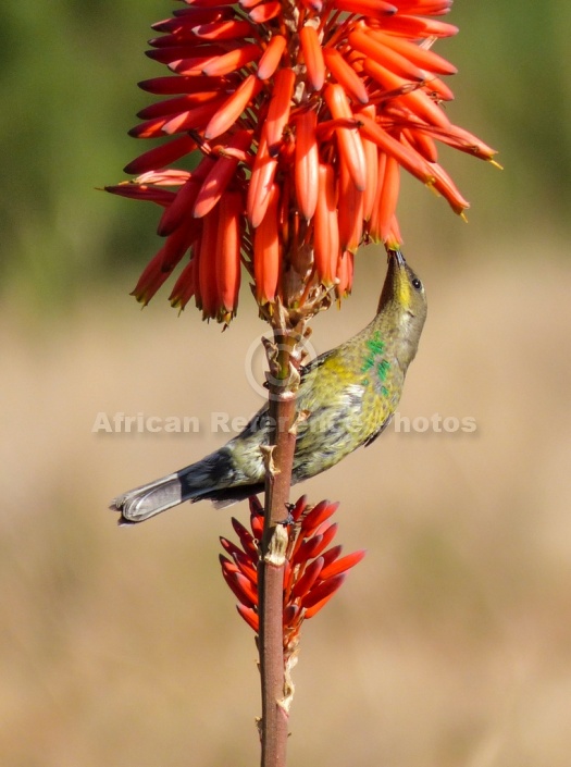 Malachite Sunbird in Eclipse Plumage