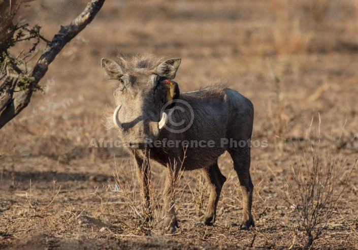 Warthog with Oxpecker Clinging to Face